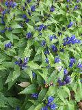 Willow Gentian / Gentian asclepiadea   